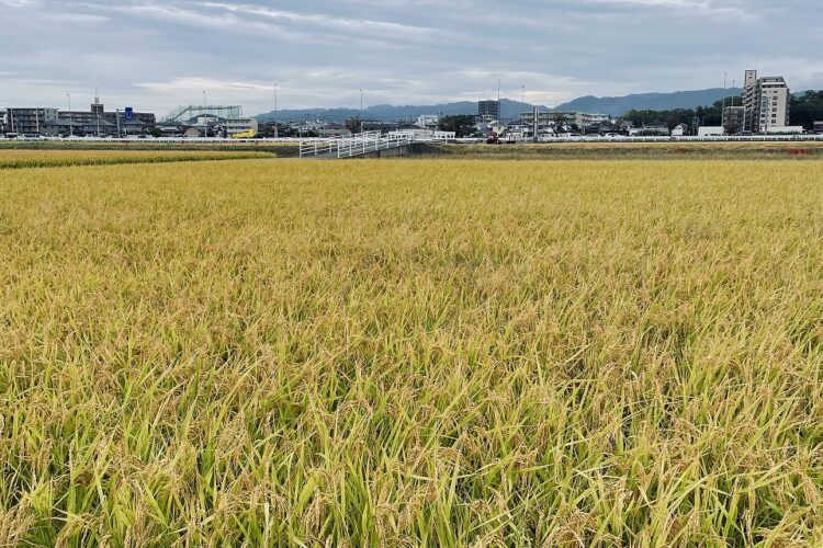 暑さ寒さも彼岸まで